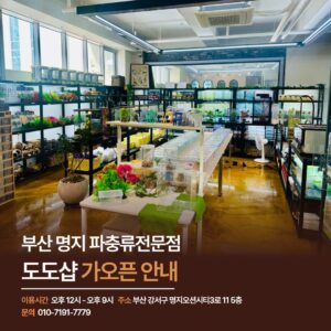 부산 명지 파충류 전문 도도샵